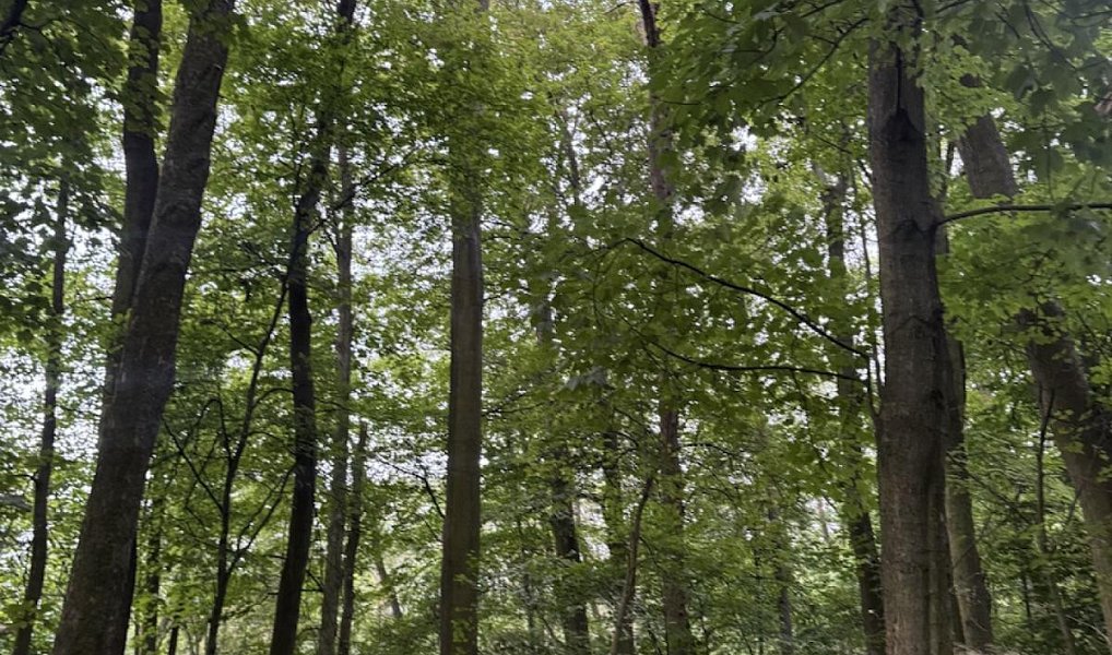 Prodej lesa 44 008 m², Jílové – náhled fotky 3