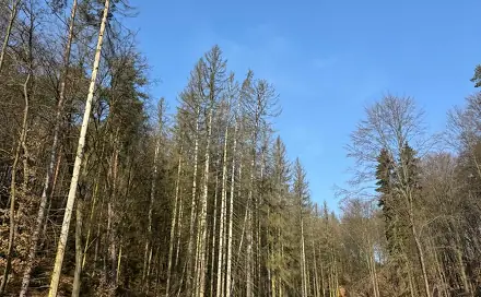 Prodej lesa 9 083 m², Nosálov