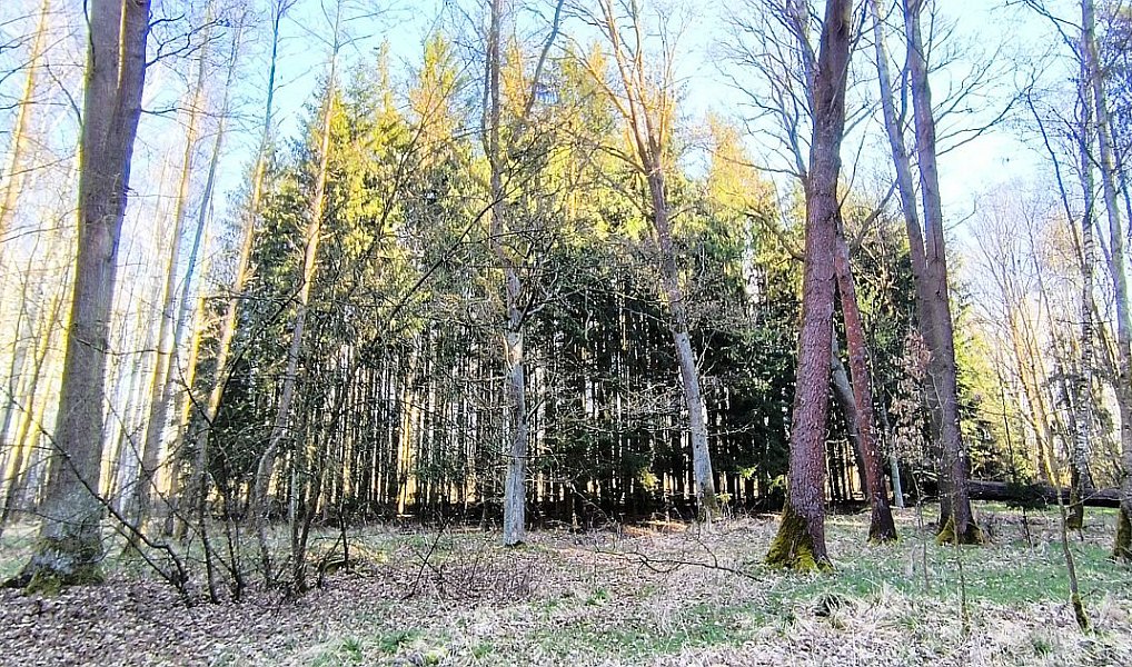 Prodej lesa 2 956 m², Františkovy Lázně – náhled fotky 3