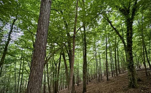 Prodej lesa 2 644 m², Leština, okres Ústí nad Orlicí