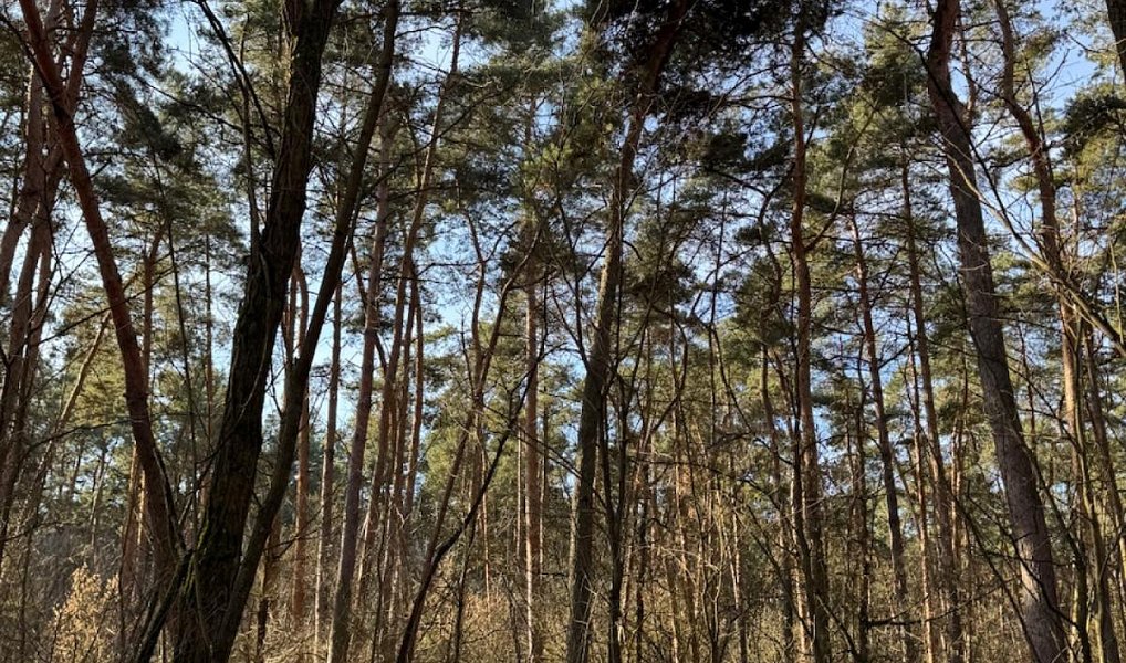 Prodej lesa 3 963 m², Vacenovice – náhled fotky 4