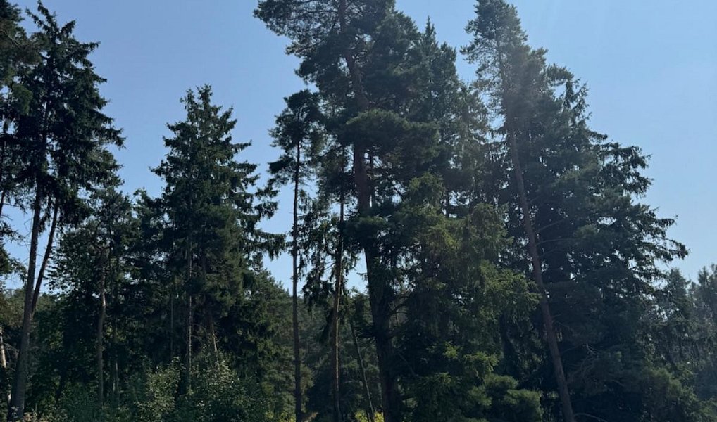 Prodej lesa 3 827 m², Krejnice – náhled fotky 9