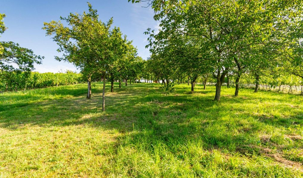 Prodej zahrady 1 878 m², Kudlovice – náhled fotky 5