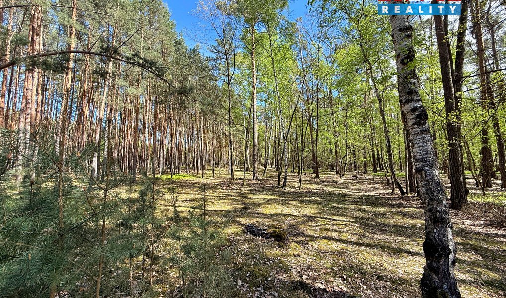 Prodej lesa 4 769 m², Sadská – náhled fotky 6