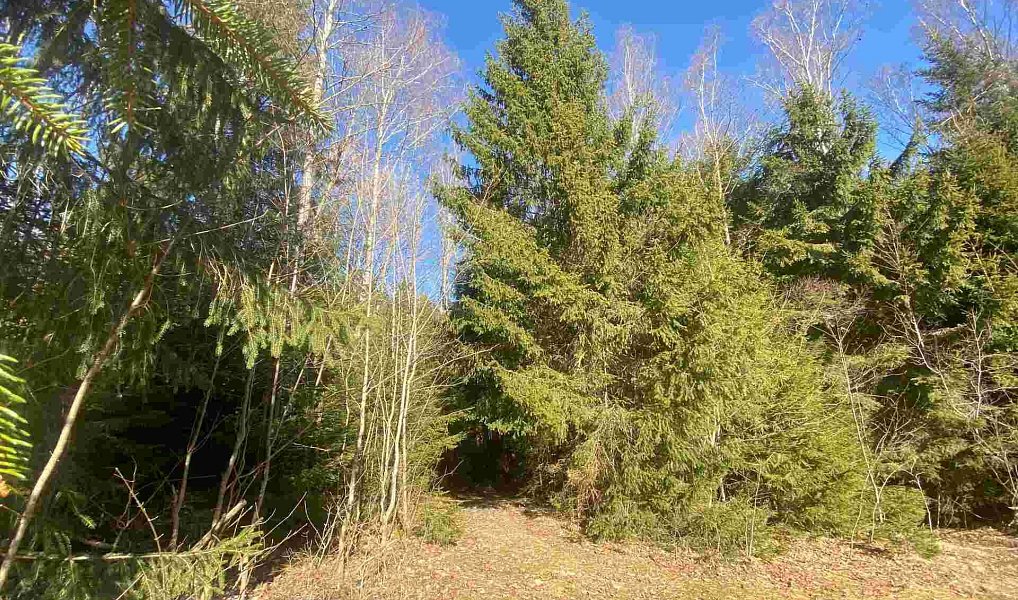 Prodej pole 1 644 m², Železná Ruda – náhled fotky 3
