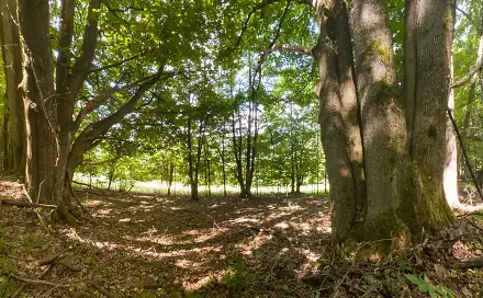 Prodej lesa 1 276 m², Loučná nad Desnou, okres Šumperk