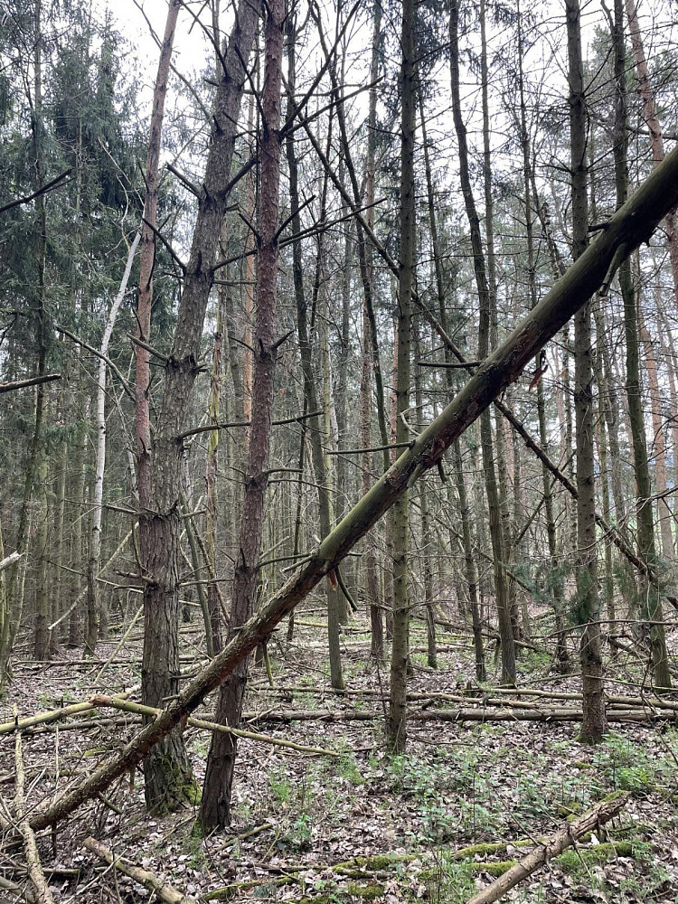 Prodej lesa 3 845 m² - Widok 4
