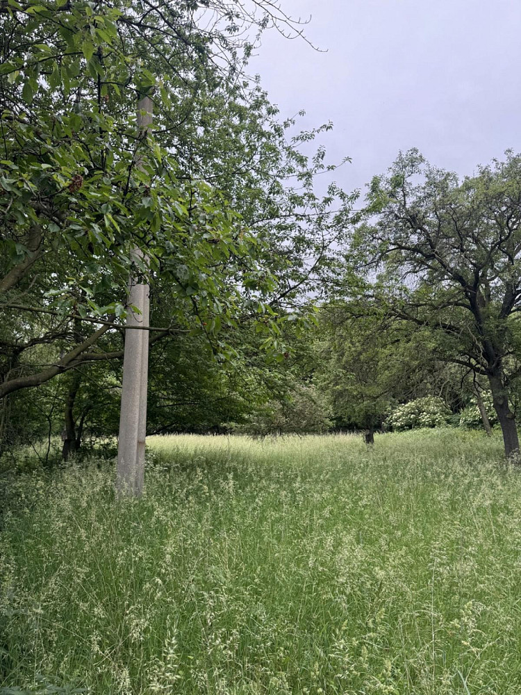 Prodej lesa 2 704 m² — photo 2