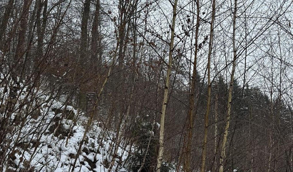Prodej lesa 2 782 m², Drnovice – náhled fotky 2