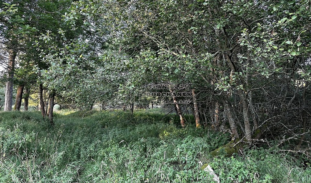 Prodej stavebního pozemku 4 929 m², Nová Ves – náhled fotky 8