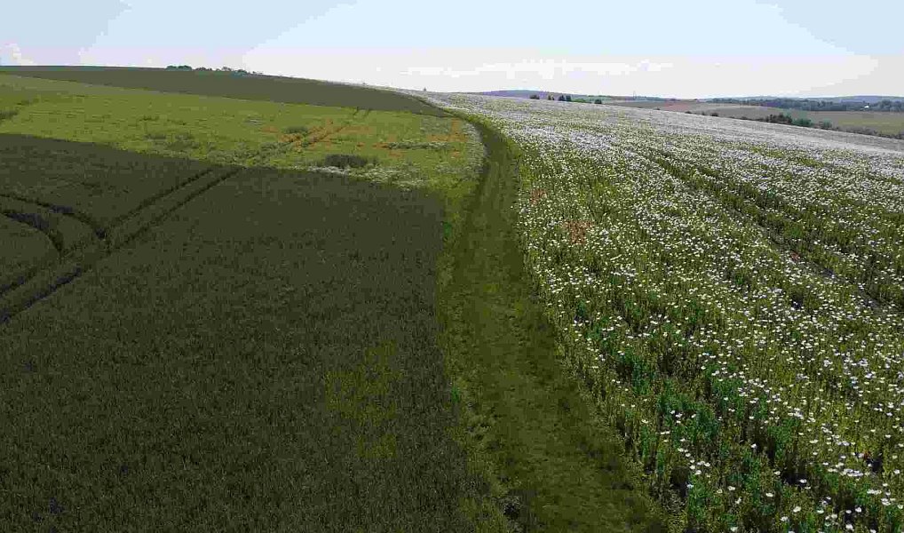 Prodej pole 3 134 m², Bučovice – náhled fotky 4