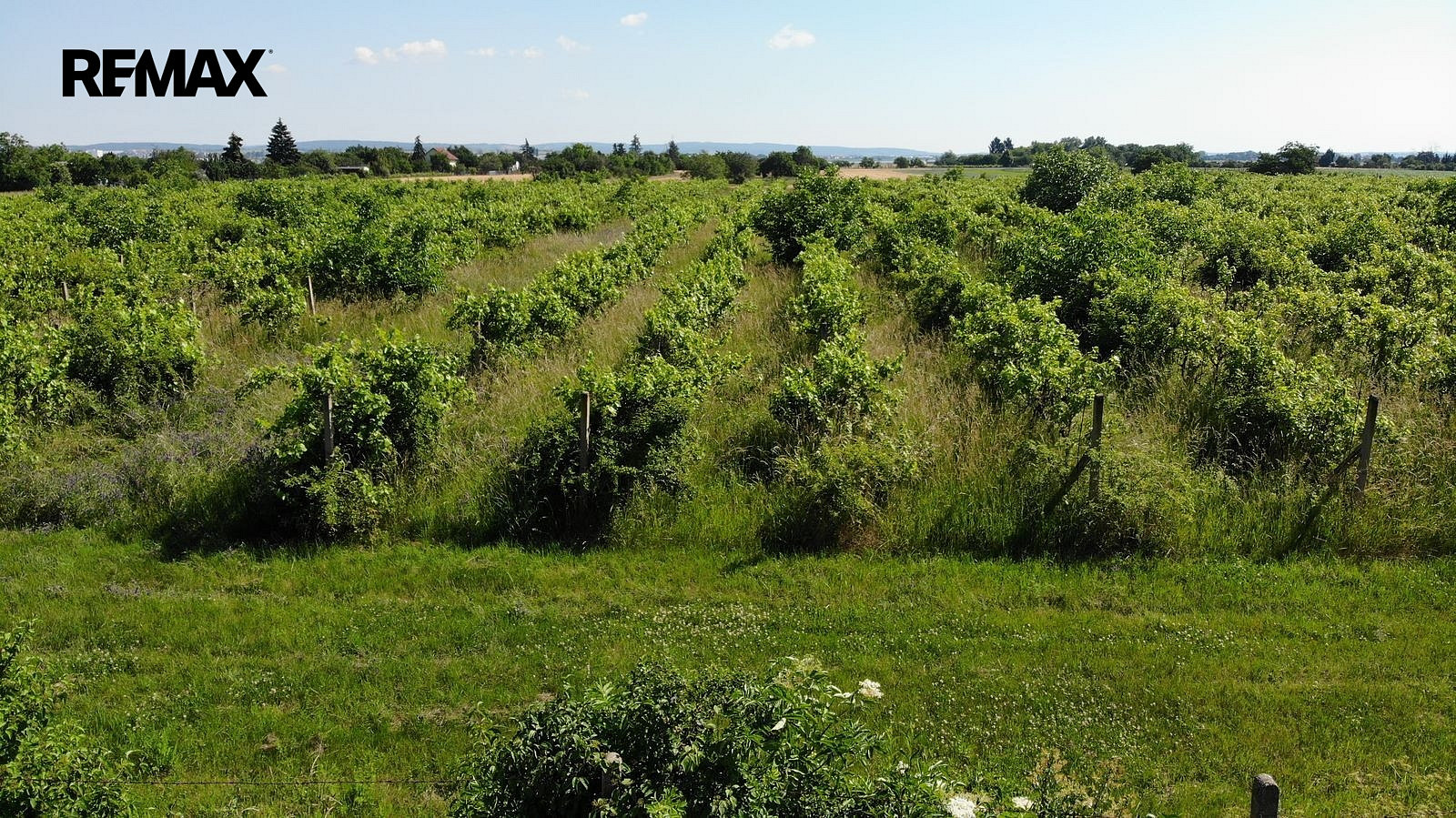 Prodej komerčního pozemku 2 465 m² – fotografie 4