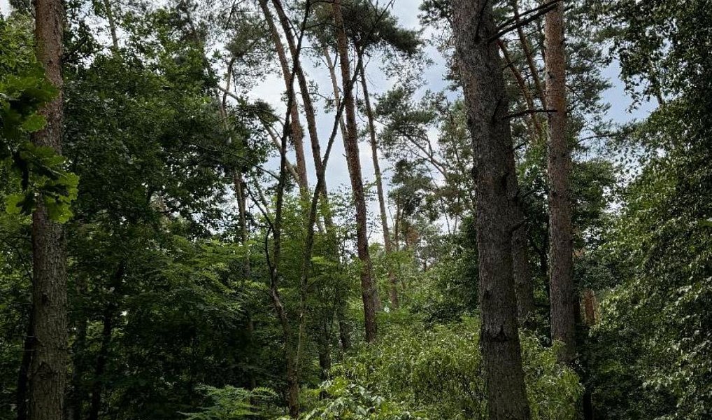 Prodej lesa 4 203 m², Kojice – fotka 1 z 9