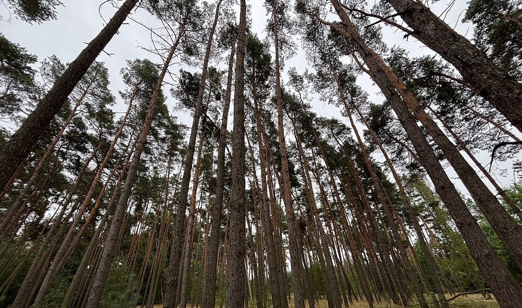 Prodej lesa 3 685 m², Kostelní Lhota – fotka 1 z 9