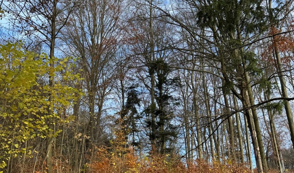 Prodej lesa 9 585 m², Dzbel – náhled fotky 9