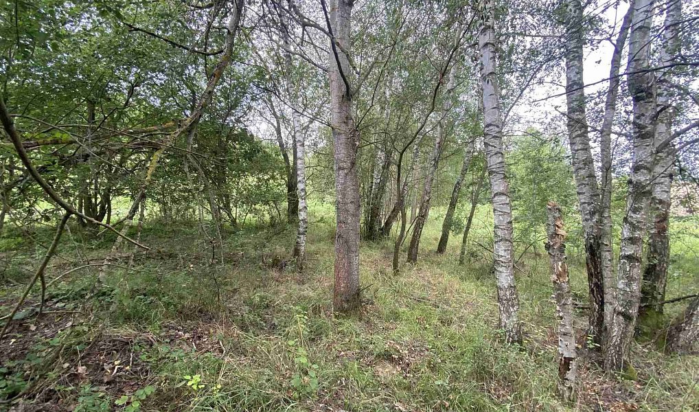 Prodej pozemku 4 446 m², Písečné – náhled fotky 2