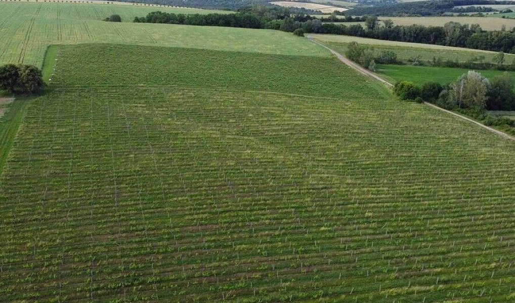 Prodej pozemku 2 077 m², Ořechov – náhled fotky 2