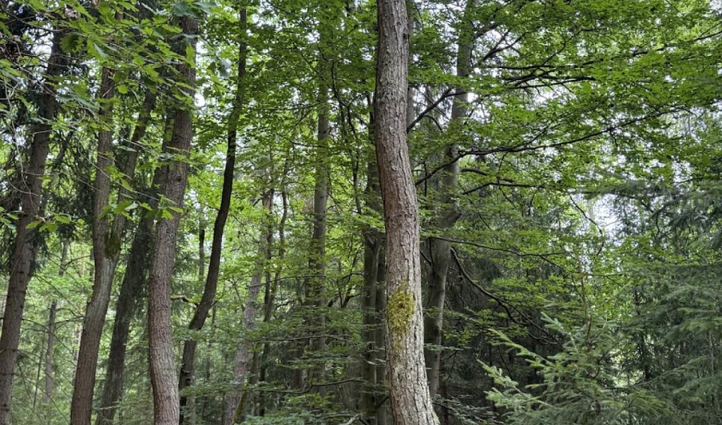 Prodej lesa 11 311 m², Velešovice – náhled fotky 8