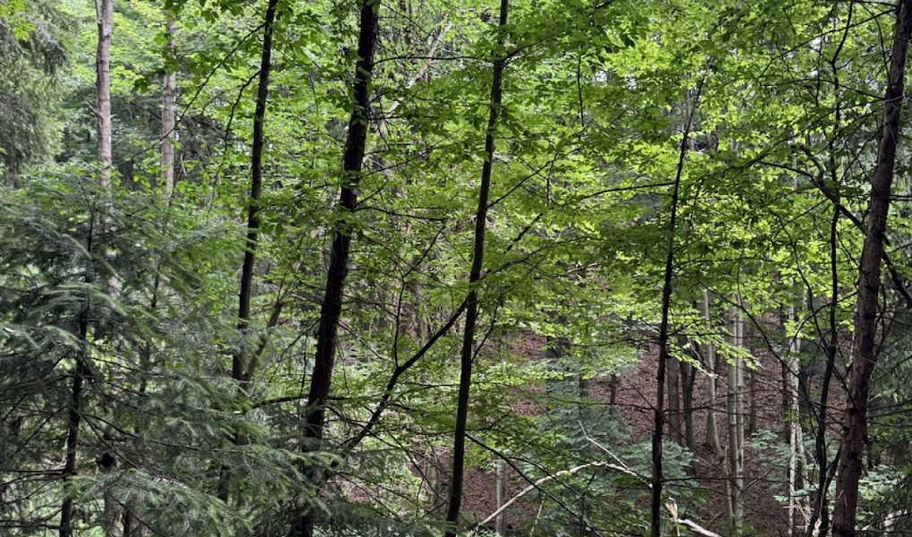 Prodej lesa 10 342 m², Jedlí – náhled fotky 9