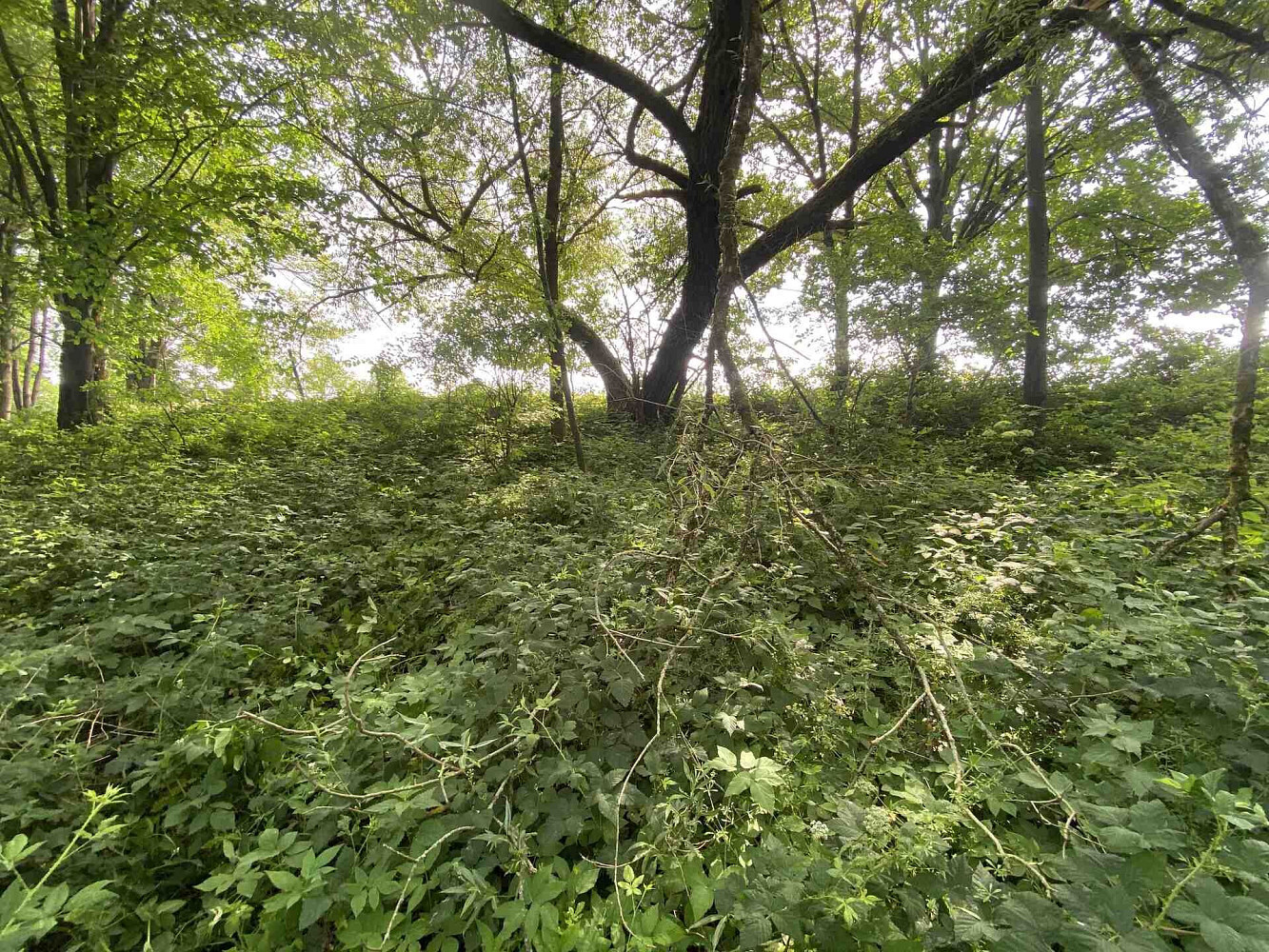 Prodej stavebního pozemku 974 m² – fotografie 5