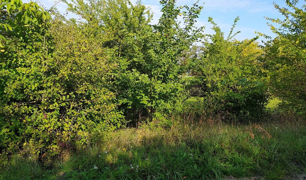 Prodej zahrady 4 337 m², Židlochovice – náhled fotky 8