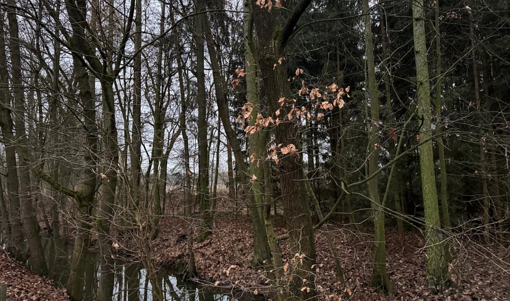 Prodej lesa 6 263 m², Předslav – náhled fotky 14