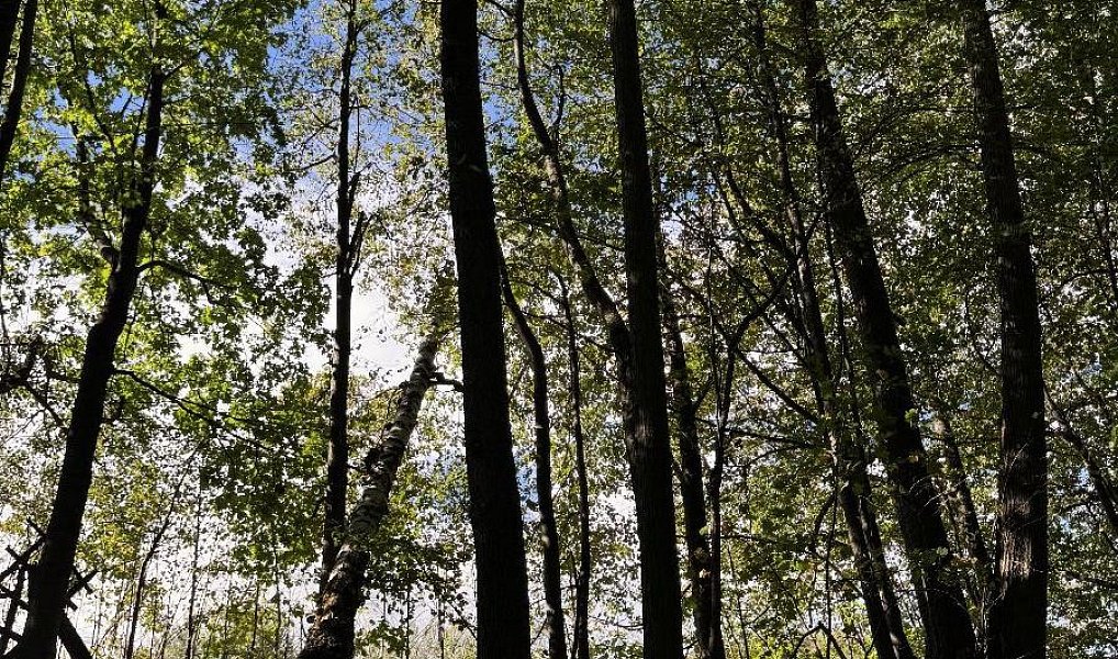 Prodej lesa 7 174 m², Žulová – náhled fotky 4