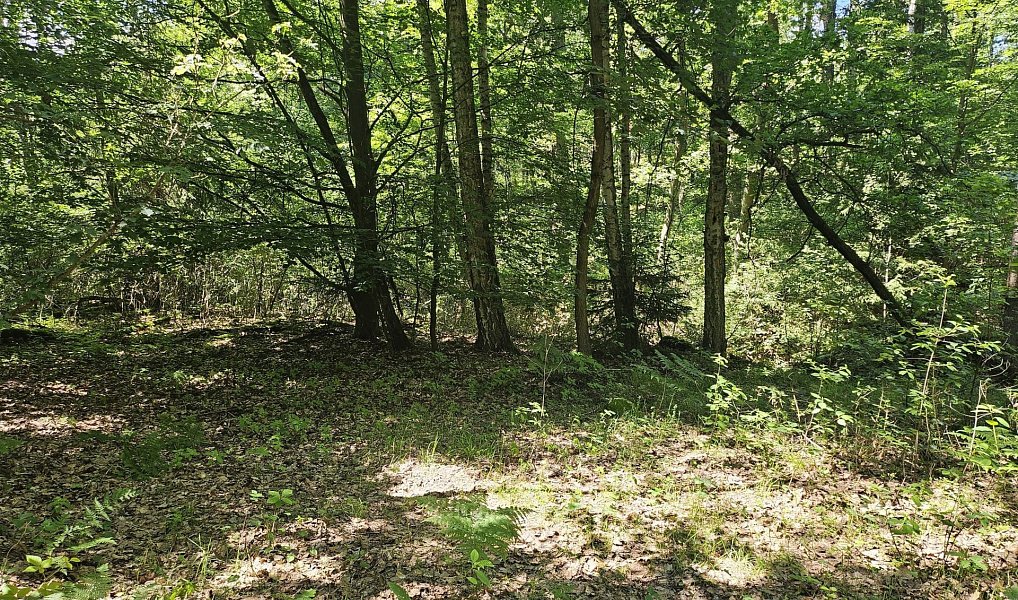 Prodej louky 16 229 m², Boseň – náhled fotky 12
