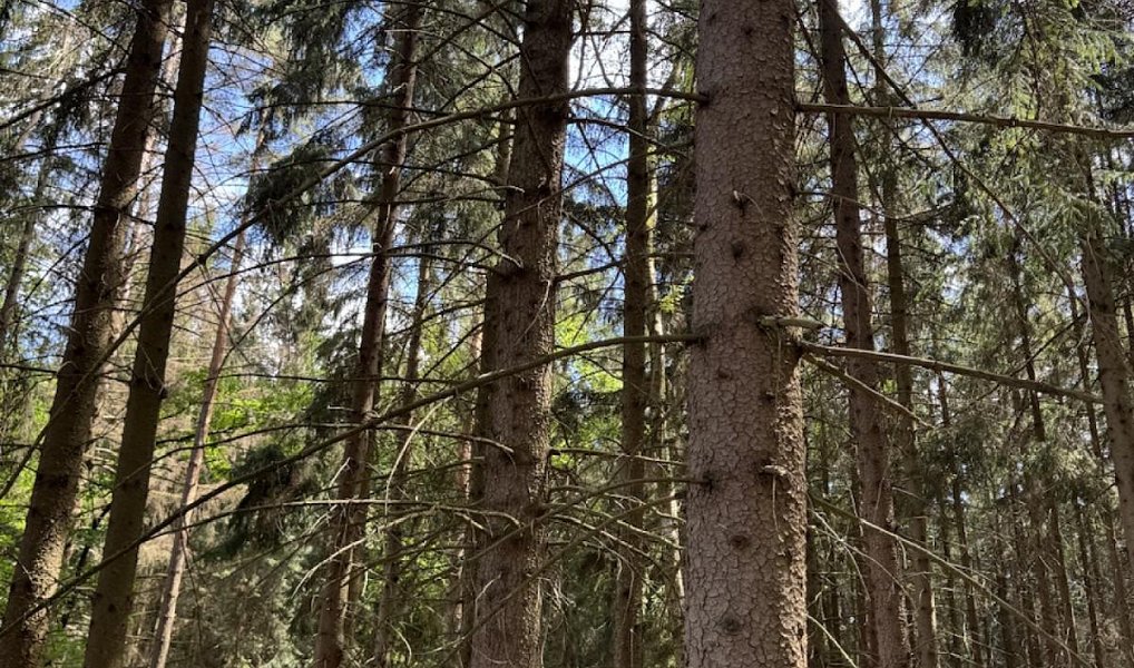 Prodej lesa 1 401 m², Nýřany – náhled fotky 6