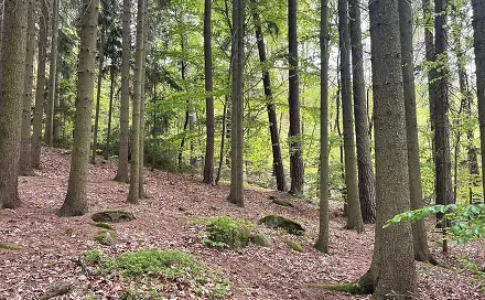 Prodej lesa 7 759 m², Sázavská, Jevany, okres Praha-východ