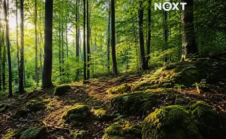 Prodej lesa 26 205 m², Třeboc