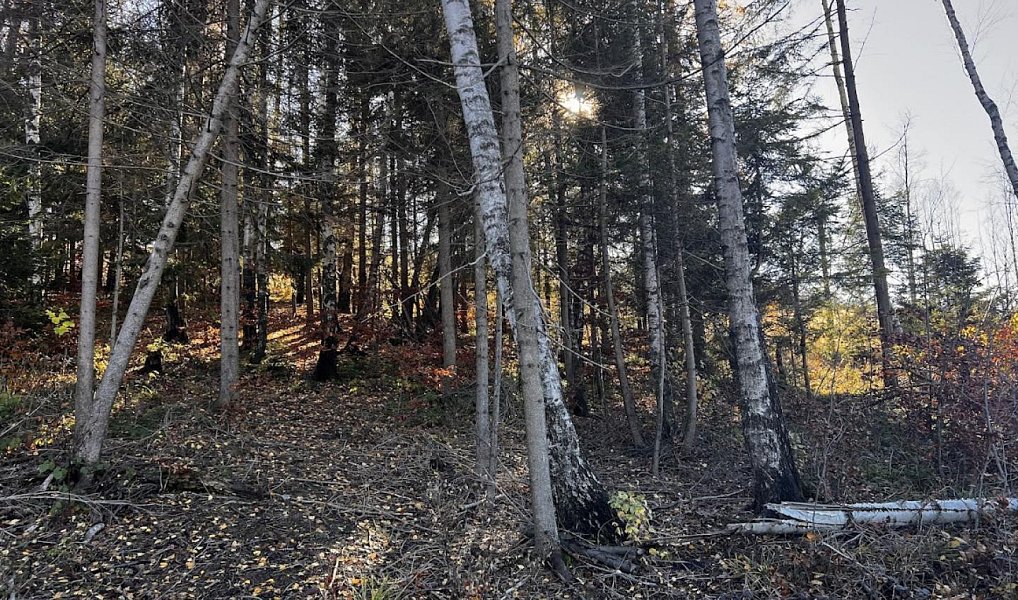 Prodej stavebního pozemku 3 129 m², Chvalčov – náhled fotky 15