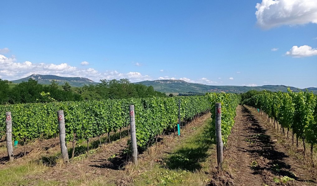 Prodej pozemku 90 769 m², Dolní Dunajovice – náhled fotky 11