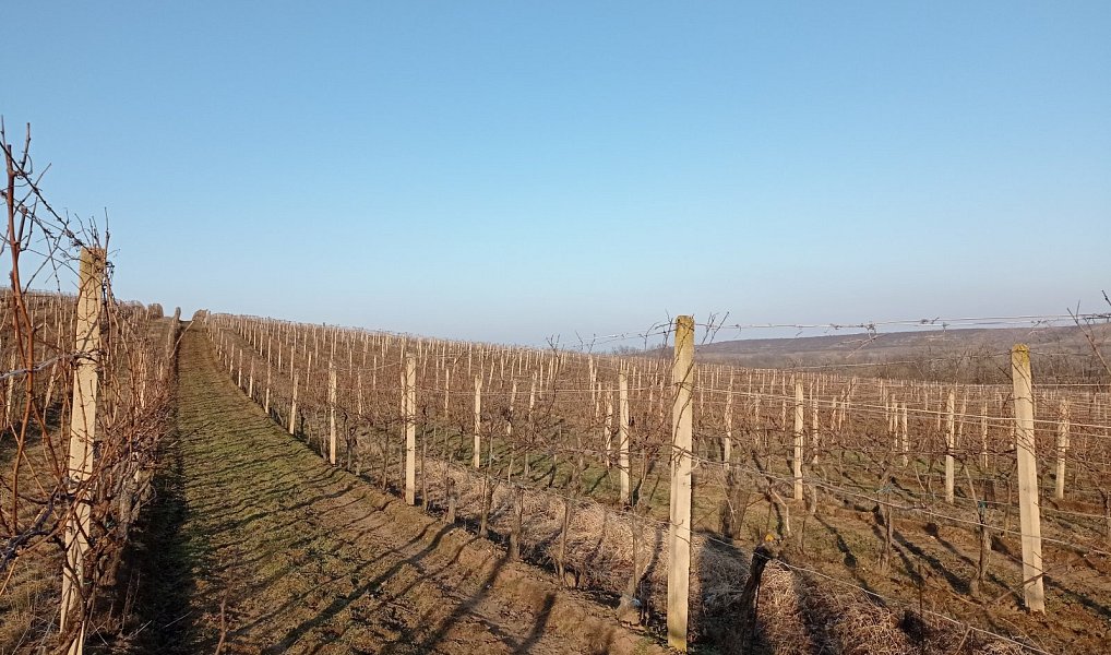 Prodej pozemku 10 093 m², Novosedly – náhled fotky 2