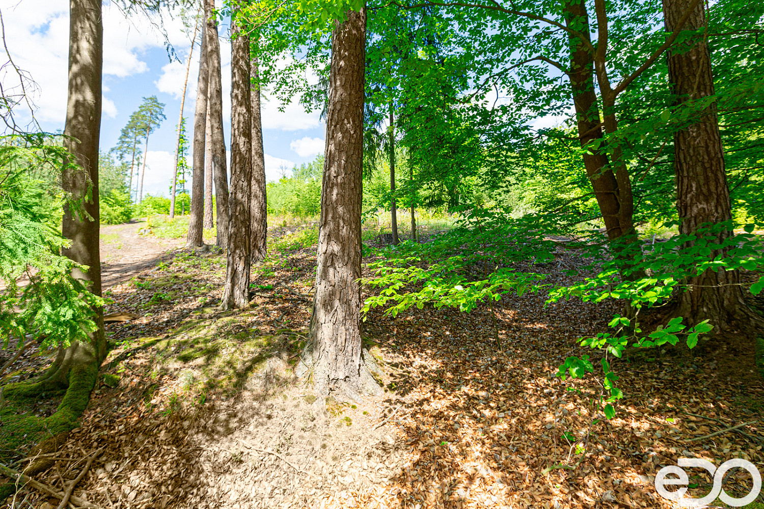 Prodej lesa 79 500 m² – fotografie 3