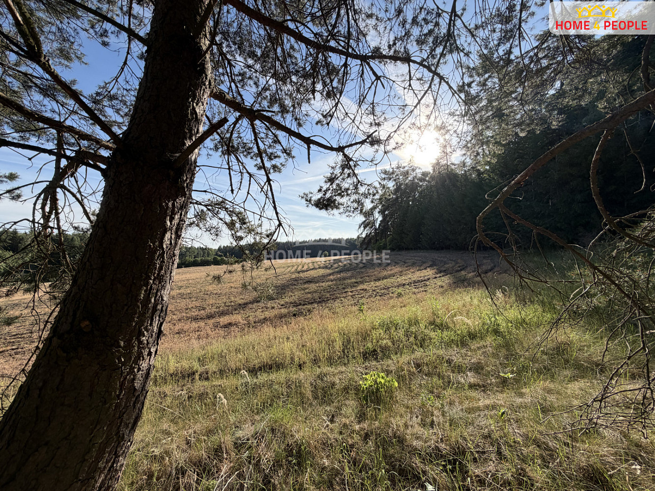 Prodej lesa 4 000 m² — photo 5