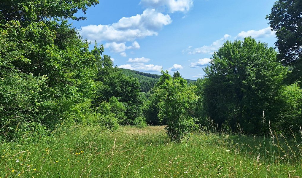 Prodej domu 80 m² s pozemkem 18 929 m², Žítková – náhled fotky 15