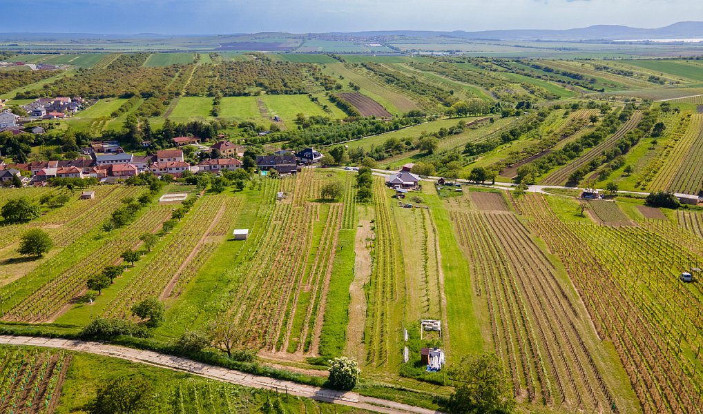 Prodej stavebního pozemku 1 528 m², Velké Pavlovice – náhled fotky 6