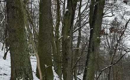 Prodej lesa 2 782 m², Drnovice, okres Vyškov