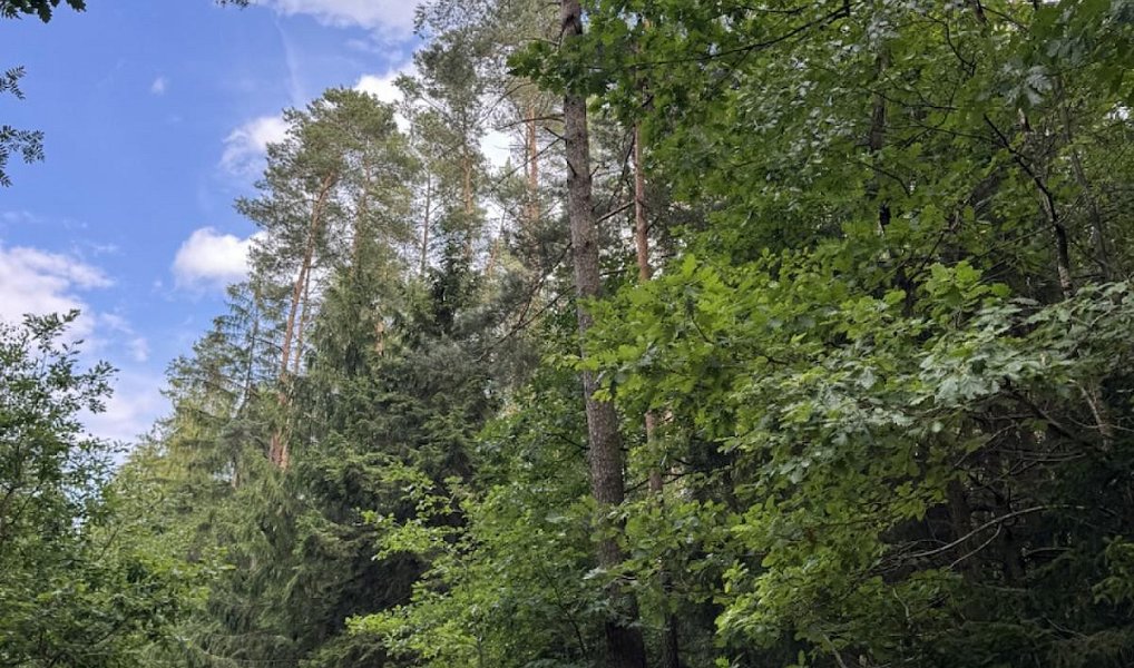 Prodej lesa 61 114 m², Dolní Podluží – náhled fotky 4