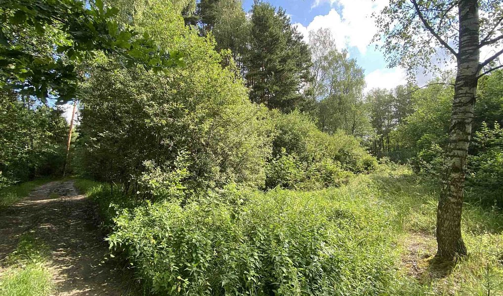 Prodej louky 10 951 m², Trhové Sviny – náhled fotky 2