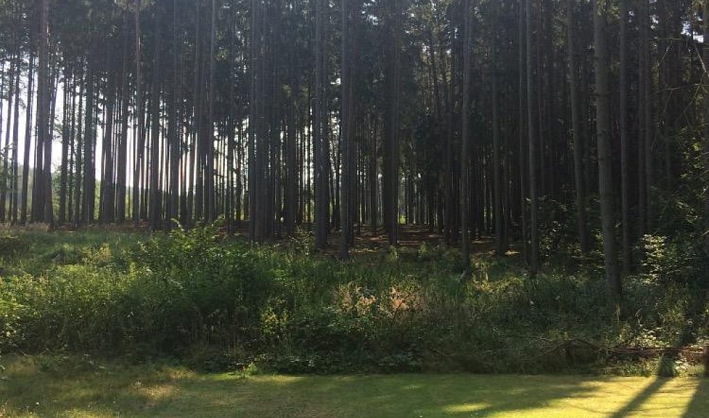 Prodej pozemku 1 037 m², Sentice – náhled fotky 3