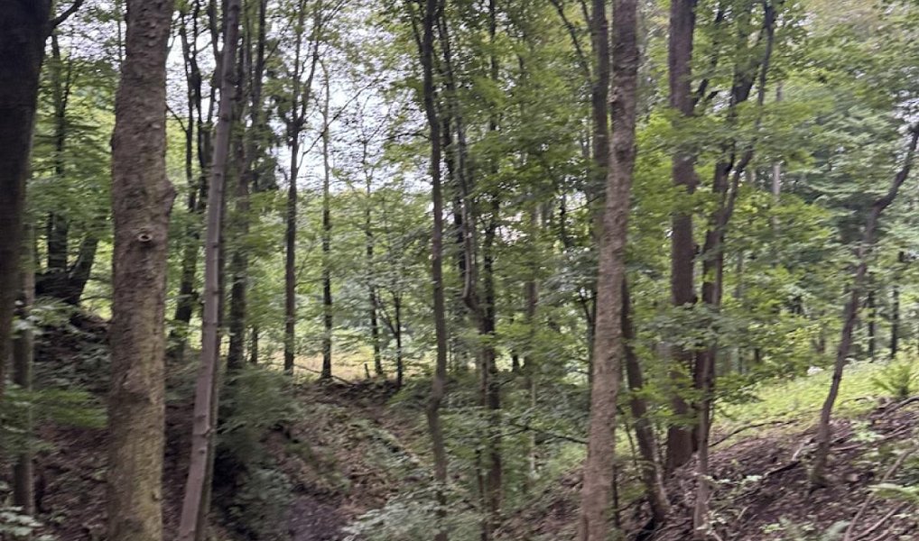 Prodej lesa 44 008 m², Jílové – náhled fotky 9