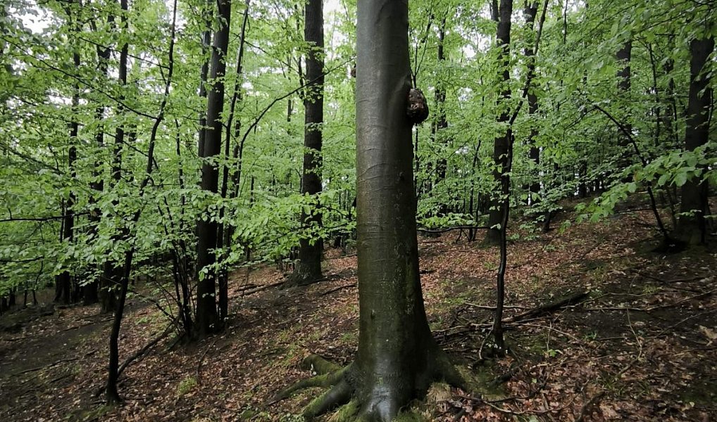 Prodej lesa 23 360 m², Bernartice – náhled fotky 7