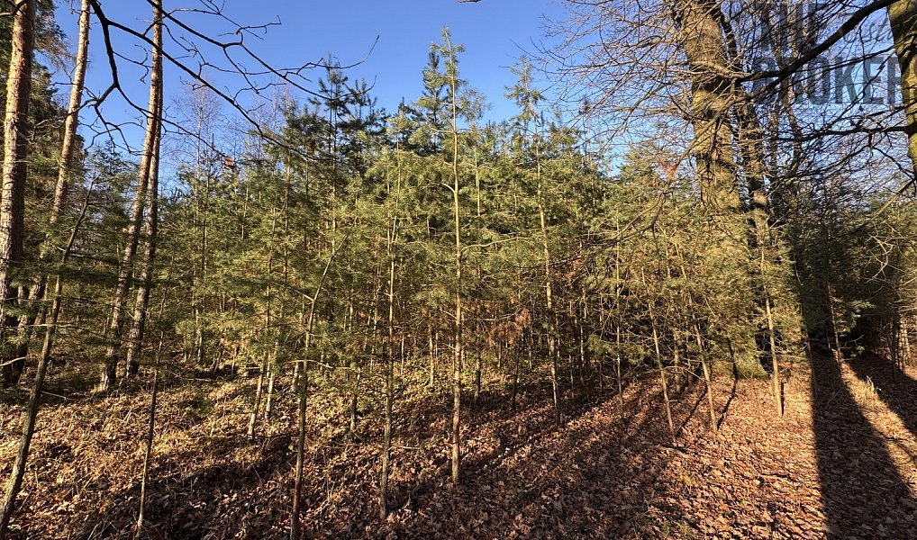 Prodej lesa 8 225 m², Pardubice – náhled fotky 4