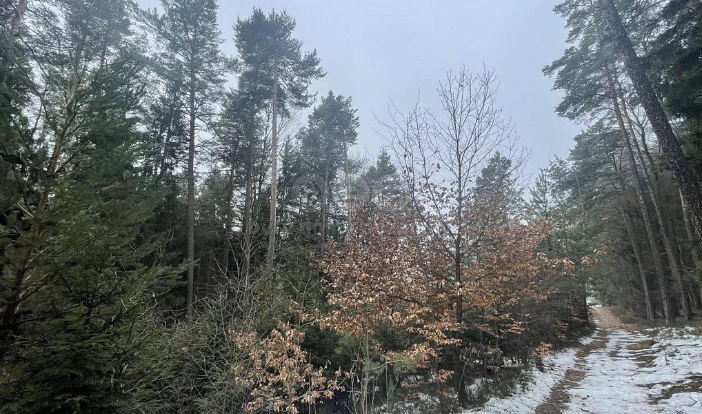 Prodej lesa 12 219 m², Záhoří – náhled fotky 3