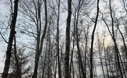 Prodej lesa 1 092 m², Břehy - Dolní Bělá