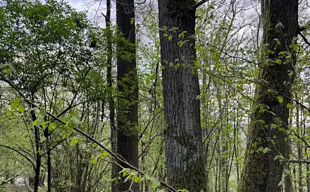 Prodej lesa 4 298 m², Přeštěnice - Mouchnice