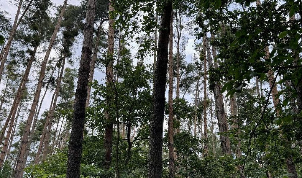 Prodej lesa 2 081 m², Přelouč – náhled fotky 5