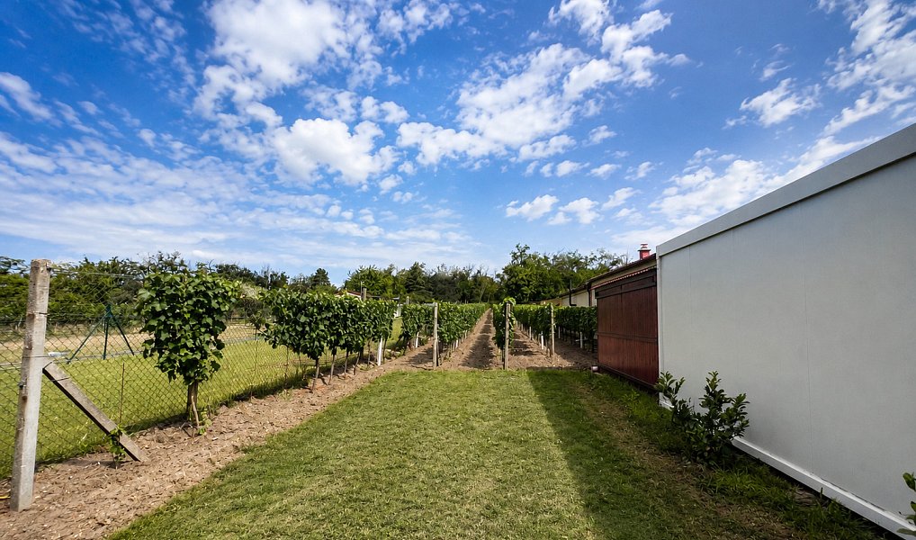 Prodej zahrady 1 560 m², Břeclav – náhled fotky 11